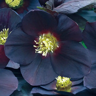New York Night Single Hellebore